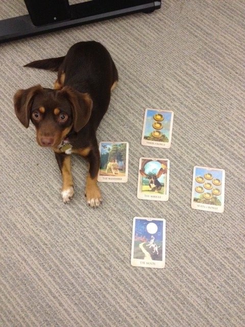 Nostradogus' Blog | The Original Dog Tarot by Heidi Schulman